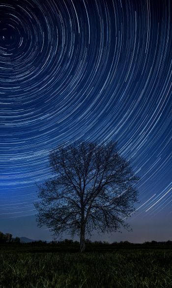 tree, night, stars, long exposure, grass Wallpaper 1200x2000