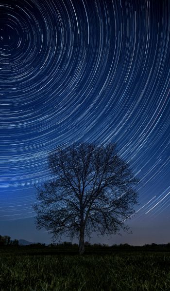 tree, night, stars, long exposure, grass Wallpaper 600x1024