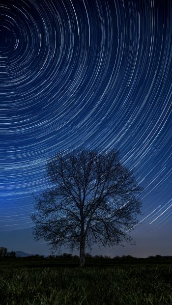 Обои 640x1136 дерево, ночь, звезды, длинная выдержка, трава