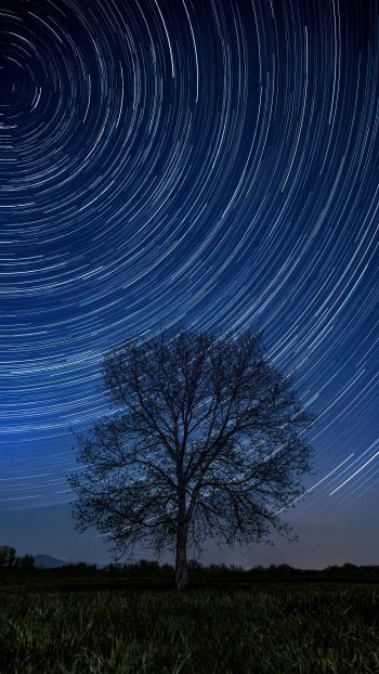 tree, night, stars, long exposure, grass Wallpaper 720x1280