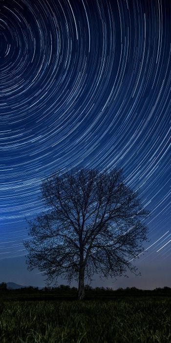 tree, night, stars, long exposure, grass Wallpaper 720x1440