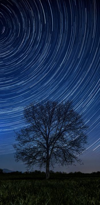 tree, night, stars, long exposure, grass Wallpaper 1440x2960