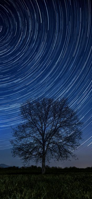 Обои 828x1792 дерево, ночь, звезды, длинная выдержка, трава