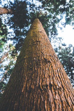 trunk, tree, forest Wallpaper 640x960