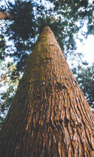 trunk, tree, forest Wallpaper 1200x2000