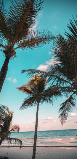 tropics, palms, beach Wallpaper 1440x2960