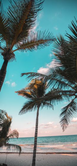 tropics, palms, beach Wallpaper 1125x2436