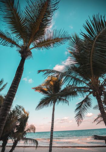 tropics, palms, beach Wallpaper 1668x2388