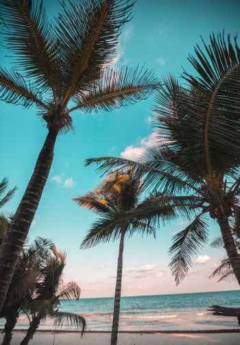 tropics, palms, beach Wallpaper 1640x2360