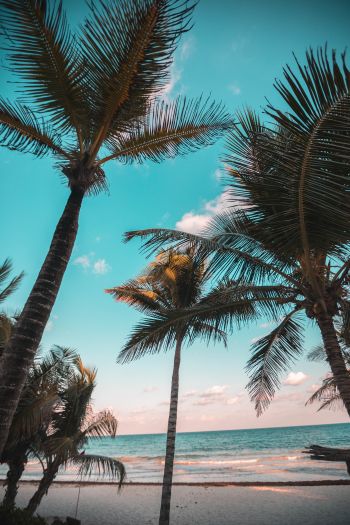 tropics, palms, beach Wallpaper 640x960