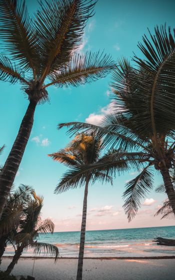 tropics, palms, beach Wallpaper 1752x2800
