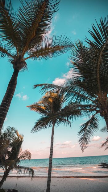 Обои 640x1136 тропики, пальмы, пляж