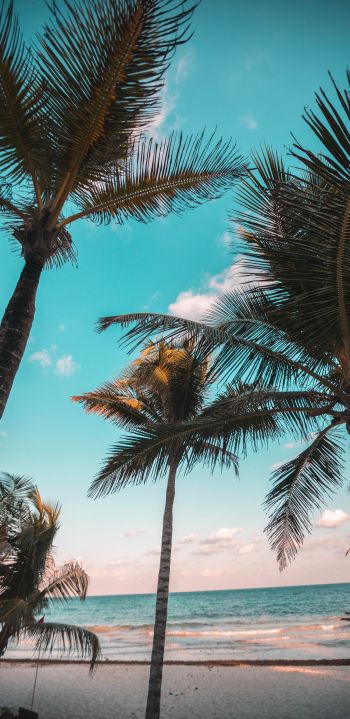 tropics, palms, beach Wallpaper 1080x2220
