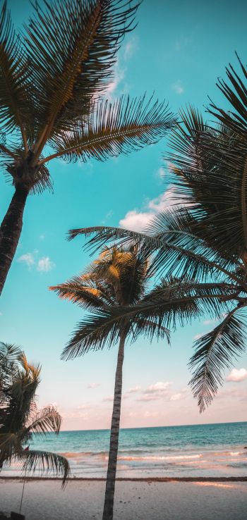 tropics, palms, beach Wallpaper 720x1520