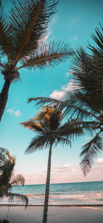 tropics, palms, beach Wallpaper 1080x2340