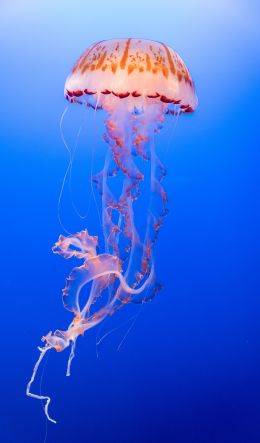 jellyfish, underwater world, invertebrates Wallpaper 600x1024