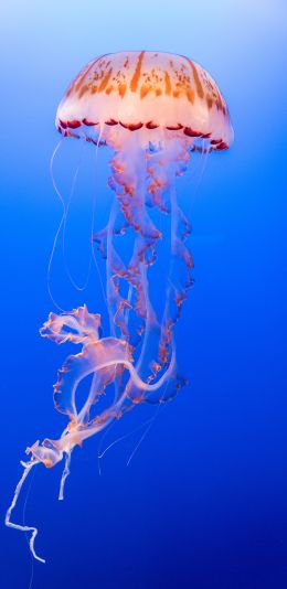 Обои 1080x2220 медуза, подводный мир, беспозвоночные