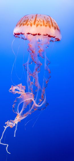 Обои 1125x2436 медуза, подводный мир, беспозвоночные