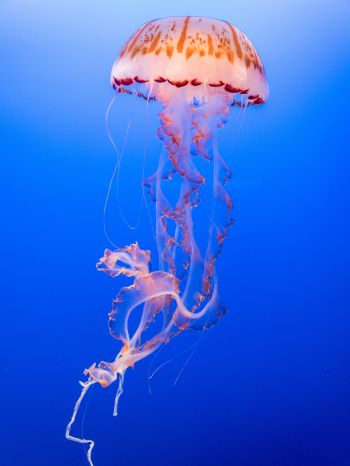 Обои 2048x2732 медуза, подводный мир, беспозвоночные