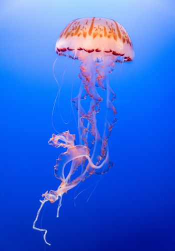 Обои 1668x2388 медуза, подводный мир, беспозвоночные