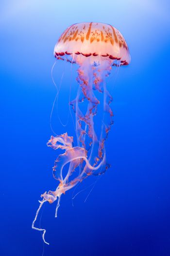 Обои 640x960 медуза, подводный мир, беспозвоночные