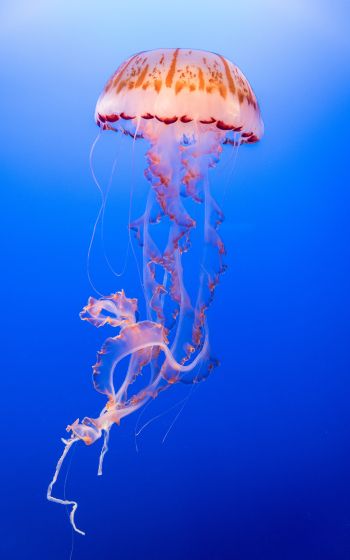 Обои 1200x1920 медуза, подводный мир, беспозвоночные