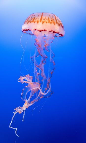 Обои 1200x2000 медуза, подводный мир, беспозвоночные