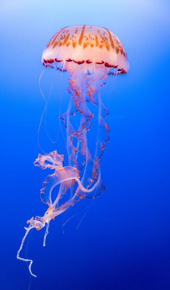 Обои 600x1024 медуза, подводный мир, беспозвоночные