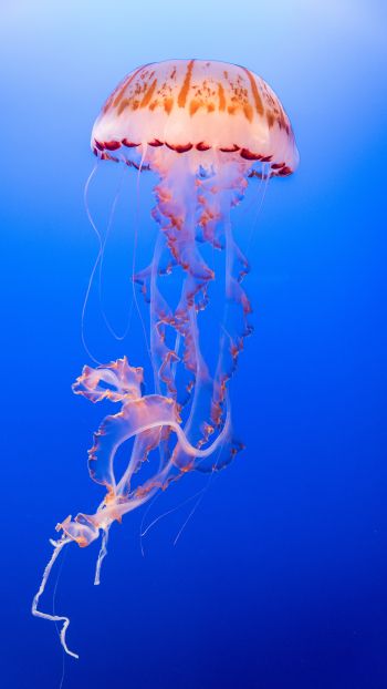 Обои 1080x1920 медуза, подводный мир, беспозвоночные