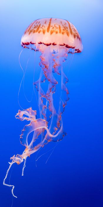 Обои 720x1440 медуза, подводный мир, беспозвоночные