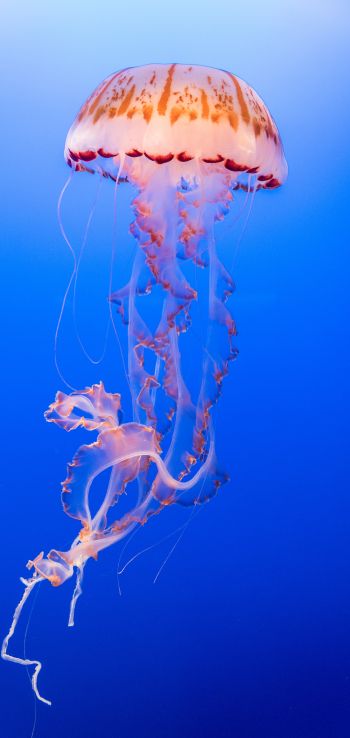 Обои 720x1520 медуза, подводный мир, беспозвоночные