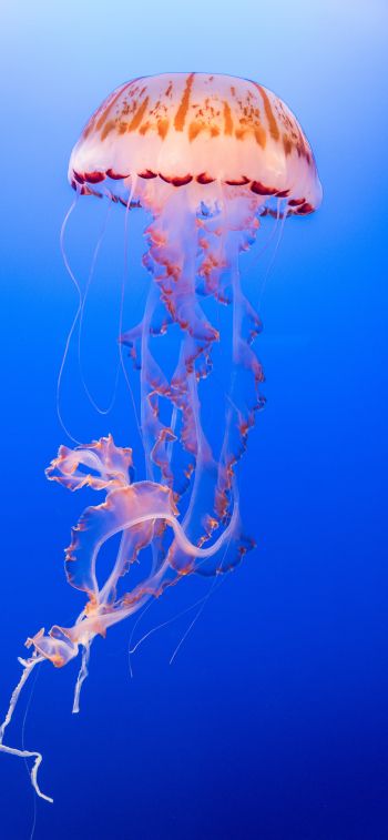 Обои 1170x2532 медуза, подводный мир, беспозвоночные