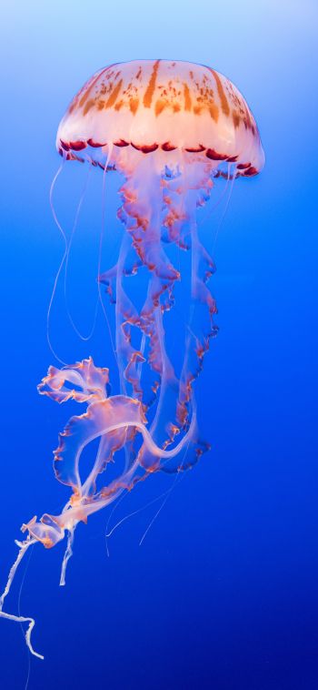 Обои 1080x2340 медуза, подводный мир, беспозвоночные