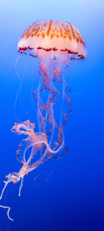 Обои 1080x2400 медуза, подводный мир, беспозвоночные