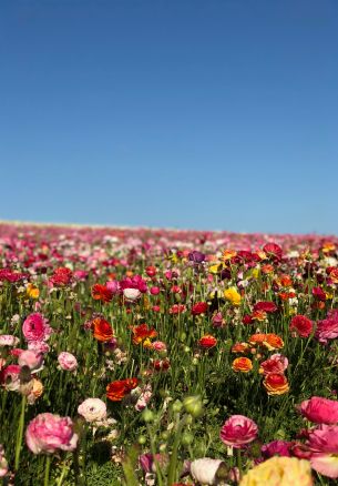 pole, flowers, field of flowers, summer Wallpaper 1640x2360