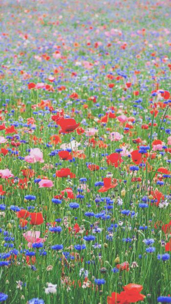 Обои 640x1136 цветы, лето, поле, красные цветы