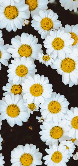 chamomile, field of daisies, pole Wallpaper 720x1520