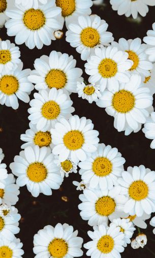chamomile, field of daisies, pole Wallpaper 1200x2000
