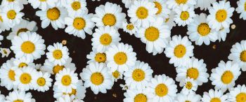 chamomile, field of daisies, pole Wallpaper 3440x1440