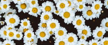 chamomile, field of daisies, pole Wallpaper 2560x1080