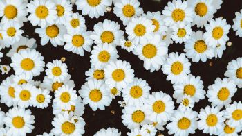 chamomile, field of daisies, pole Wallpaper 2560x1440