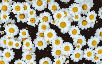 chamomile, field of daisies, pole Wallpaper 2560x1600