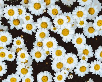 chamomile, field of daisies, pole Wallpaper 1280x1024
