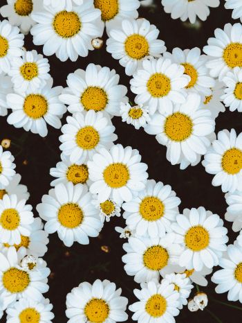 chamomile, field of daisies, pole Wallpaper 1536x2048