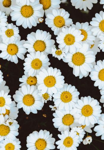 chamomile, field of daisies, pole Wallpaper 1668x2388