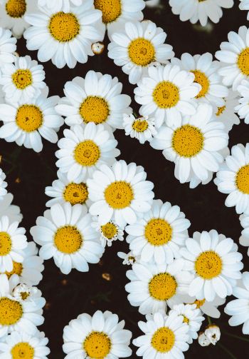 chamomile, field of daisies, pole Wallpaper 1640x2360