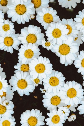 chamomile, field of daisies, pole Wallpaper 640x960