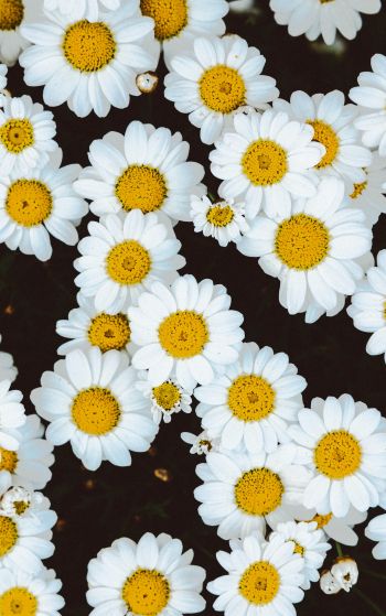 chamomile, field of daisies, pole Wallpaper 1752x2800
