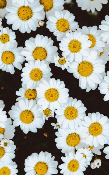 chamomile, field of daisies, pole Wallpaper 800x1280