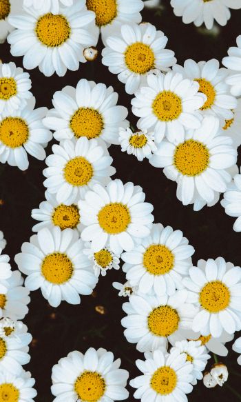 chamomile, field of daisies, pole Wallpaper 1200x2000